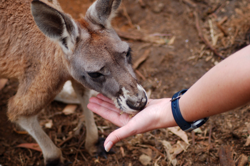 Studying in Australia_kangaroo