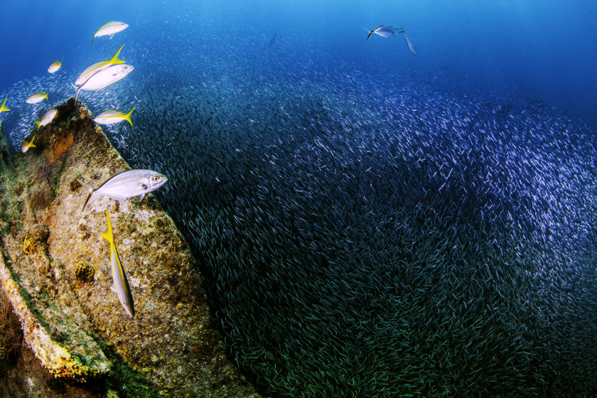 study in the US: snorkelling with tropical fish