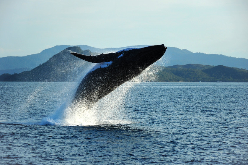 study in the US: humpback whale