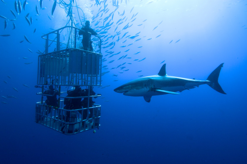 study in australia: shark