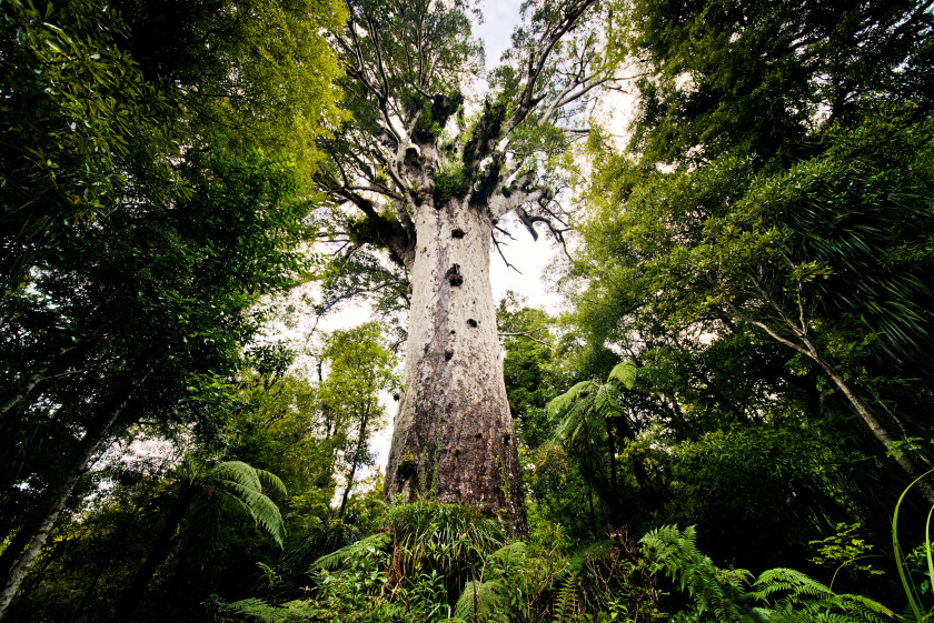 study in new zealand: kauri tree