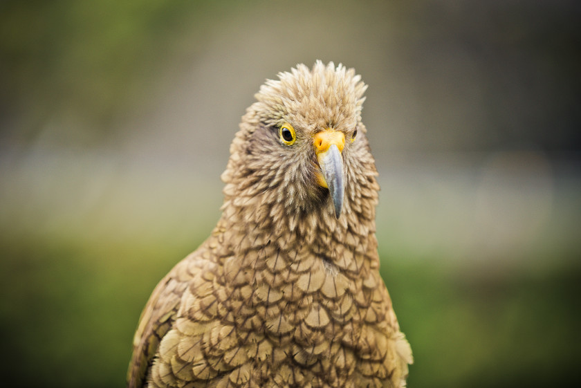study in new zealand: kea bird
