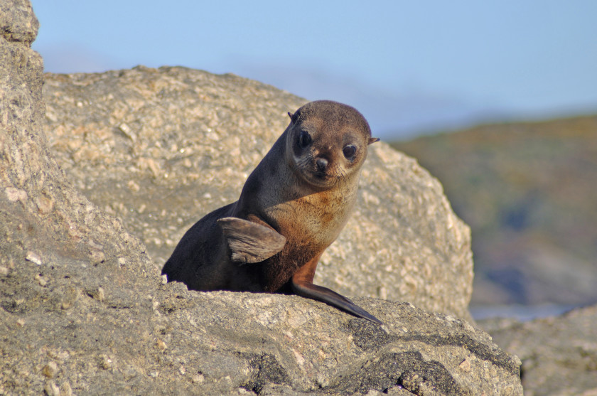 study in new zealand: seal