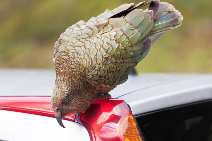 study in new zealand: bird car