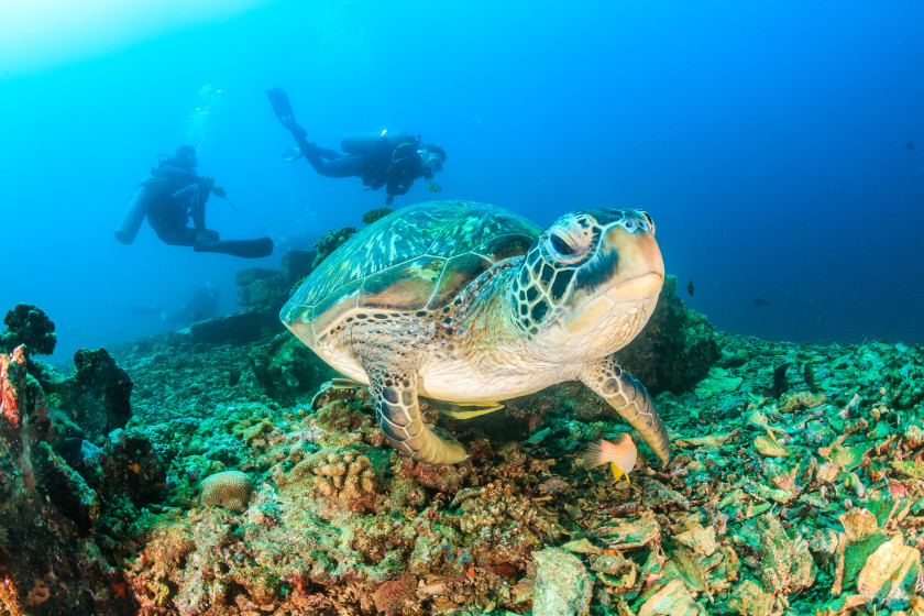 study in australia: sealife