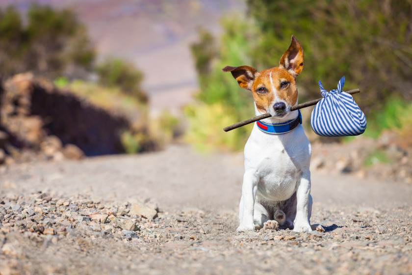 eating out on a budget: doggy bag