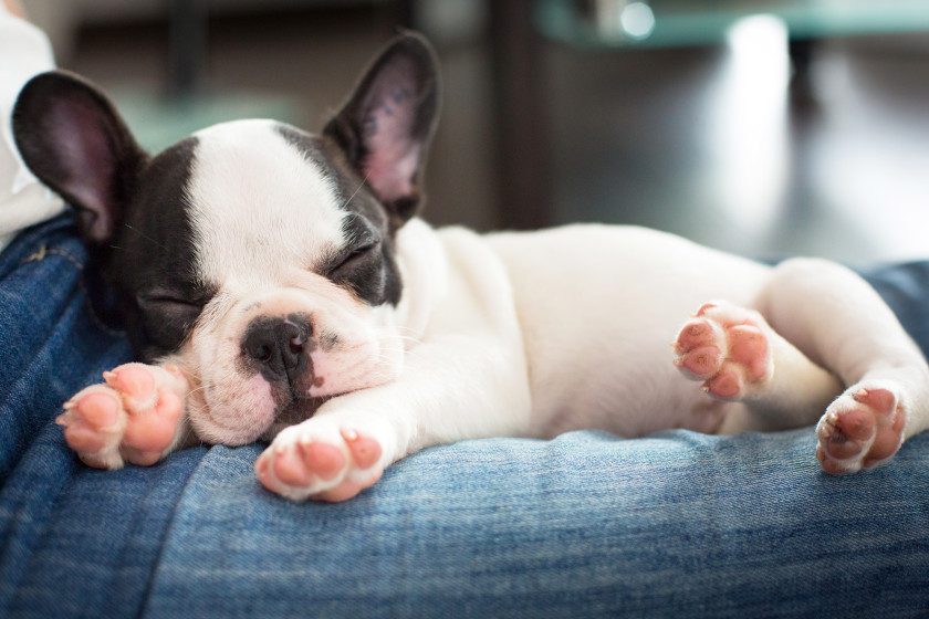 New University Term Resolutions sleeping in puppy