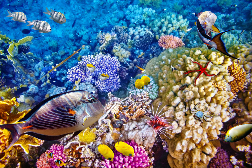 Studying in Australia stunning colourful coral swimming