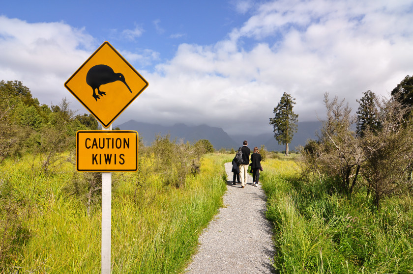 study new zealand gems: stewart island kiwi