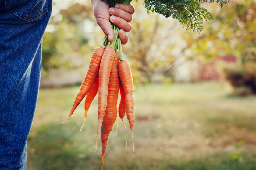 Idioms in different languages_carrots