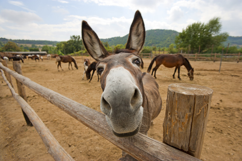 Idioms in different languages_donkey