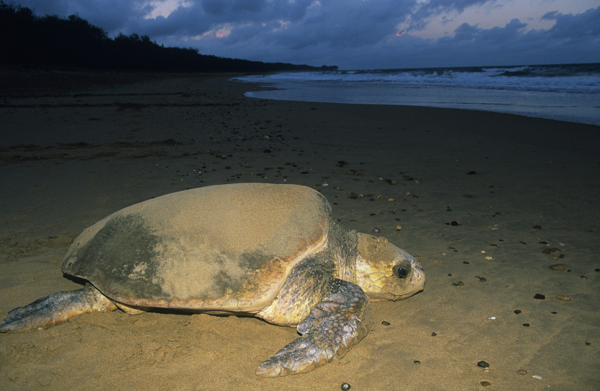 Idioms in different languages_turtle