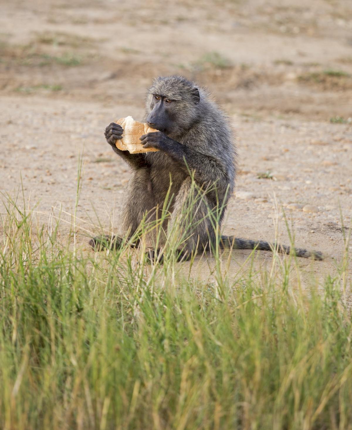 Baboon Eats Baby Gazelle Alive