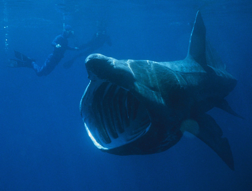 uk secret gems: basking shark