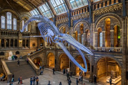 A skeleton of a blue whale at the Natural History Museum