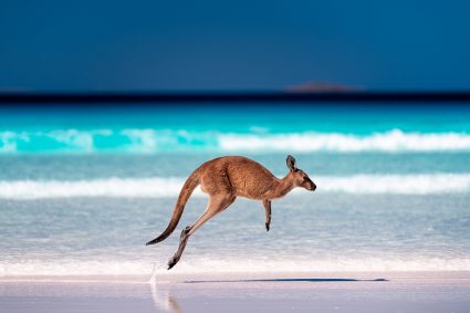 A kangaroo on a beach in Australia