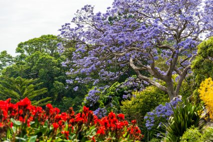 The Royal Botanic Gardens are a nature haven in Sydney