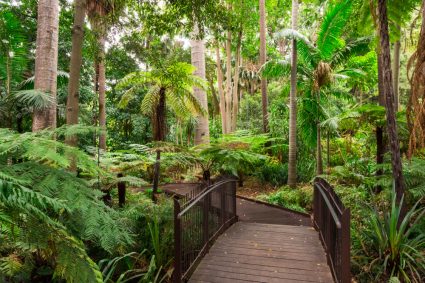 Trees at the Royal Botanic Gardens in Melbourne