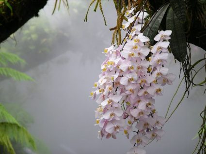 An orchid in the Singapore Botanic Gardens