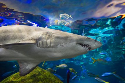 A shark at the Ripley's Aquarium of Canada