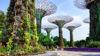 An image of the Super Tree in Singapore